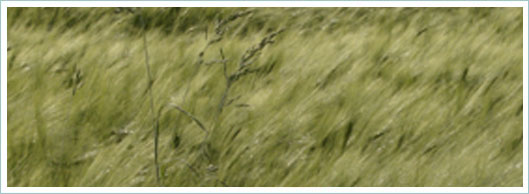 24 Std. Betreuungsdienst